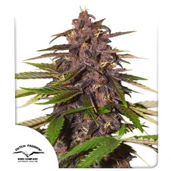 Buy Auto Forbidden Cherry® Cannabis Seeds | Dutch Passion
