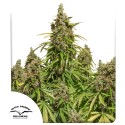 Auto Mazar® - Autoflower Cannabis-Samen Kaufen | Dutch Passion DE