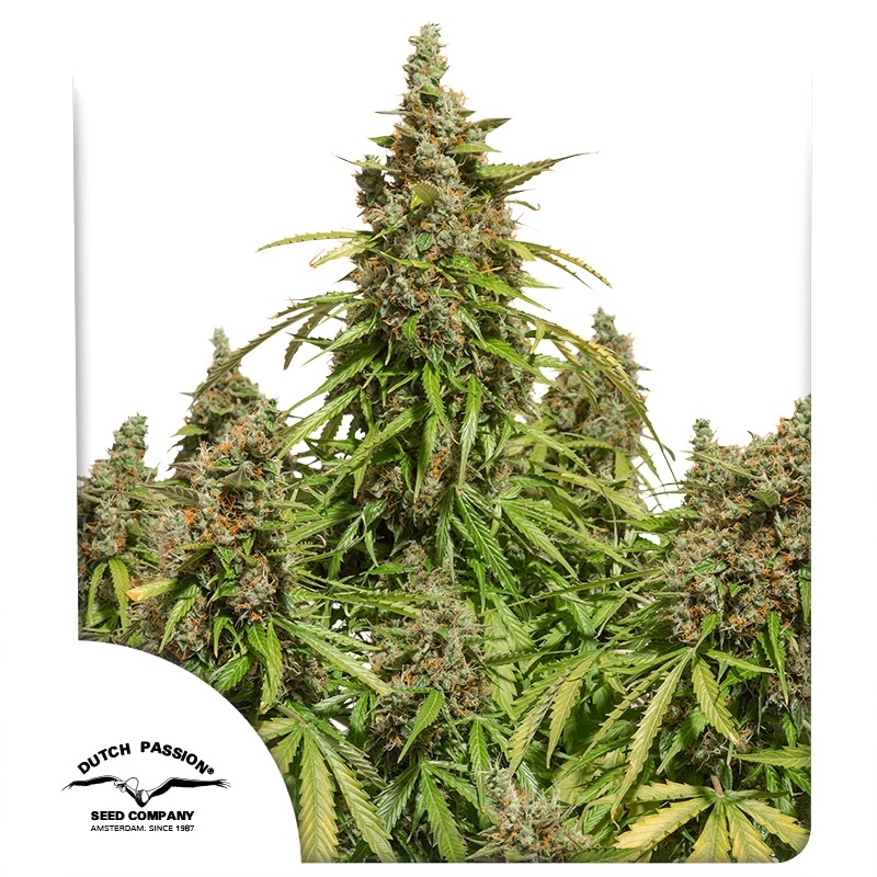 Auto Mazar® - Autoflower Cannabis-Samen Kaufen | Dutch Passion DE