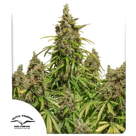 Auto Mazar® - Autoflower Cannabis-Samen Kaufen | Dutch Passion DE