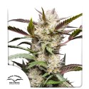 Buy Auto Mimosa Punch® Autoflower Seeds | Dutch Passion UK