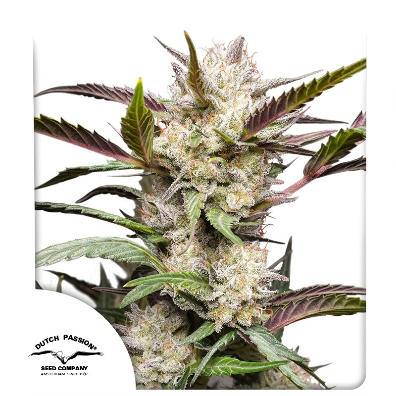 Buy Auto Mimosa Punch® Autoflower Seeds | Dutch Passion UK