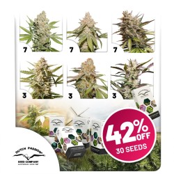 Autoflower Cannabis Seeds Package Deal | Dutch Passion