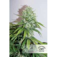 Outlaw Amnesia® | Semi di cannabis fuori produzione