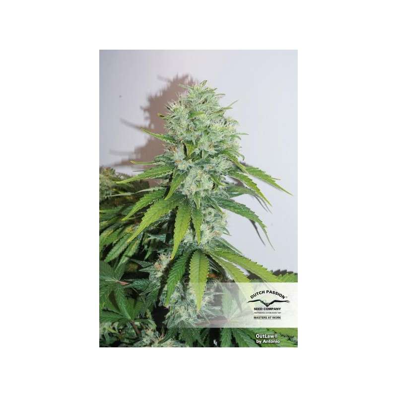 Outlaw Amnesia® | Semi di cannabis fuori produzione