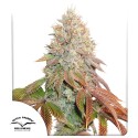 Auto Banana Blaze® - Autoflower Cannabis-Samen | Dutch Passion DE
