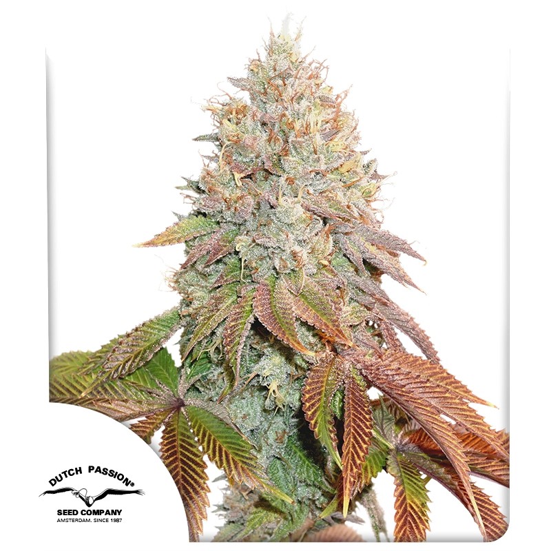 Auto Banana Blaze® - Autoflower Cannabis-Samen | Dutch Passion DE