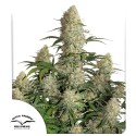 Buy Auto Critical Orange Punch® Cannabis Seeds | Dutch Passion UK