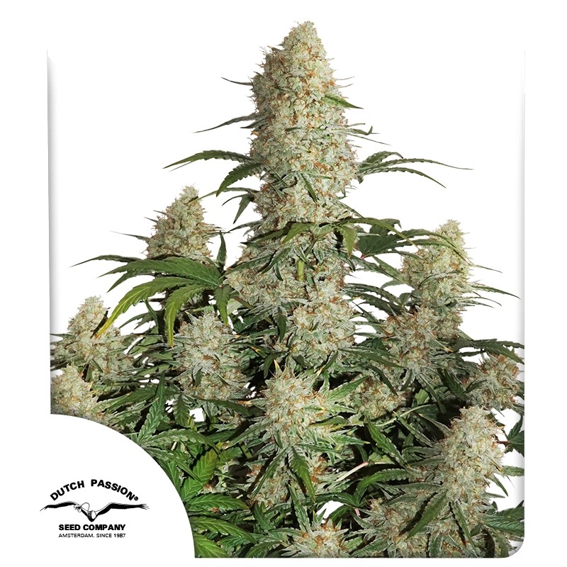 Buy Auto Critical Orange Punch® Cannabis Seeds | Dutch Passion UK