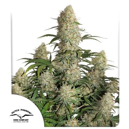 Buy Auto Critical Orange Punch® Cannabis Seeds | Dutch Passion UK