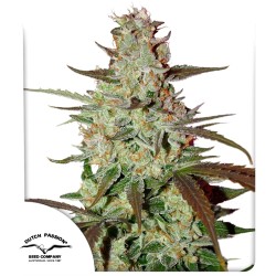 Buy Blue Auto Mazar® Autoflower Cannabis Seeds | Dutch Passion UK