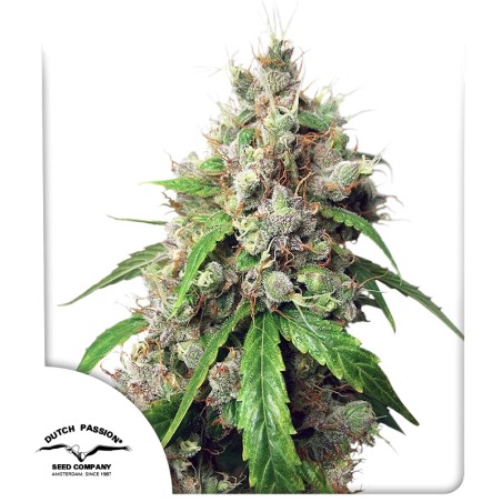 Auto Euforia® - Autoflower Cannabis-Samen Kaufen | Dutch Passion