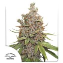 Auto Glueberry OG® - Autoflower Cannabis-Samen | Dutch Passion DE