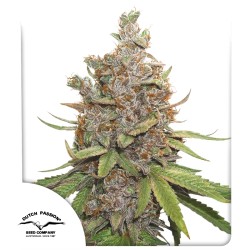 Buy Auto Glueberry OG® Autoflower Cannabis Seeds | Dutch Passion UK