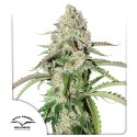 Auto Colorado Cookies® - Autoflower Cannabis Seeds | Dutch Passion UK