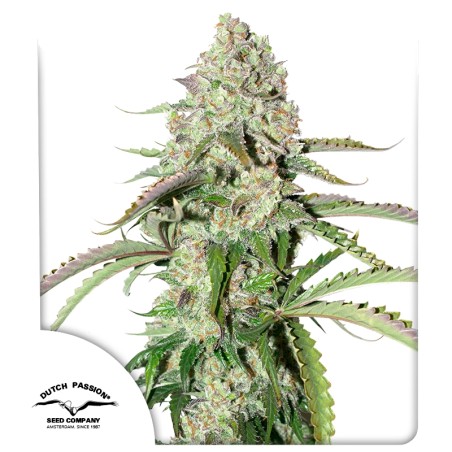 Auto Colorado Cookies® - Autoflower Cannabis Seeds | Dutch Passion UK