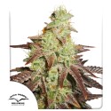 Buy Auto Night Queen® Autoflower Cannabis Seeds | Dutch Passion UK