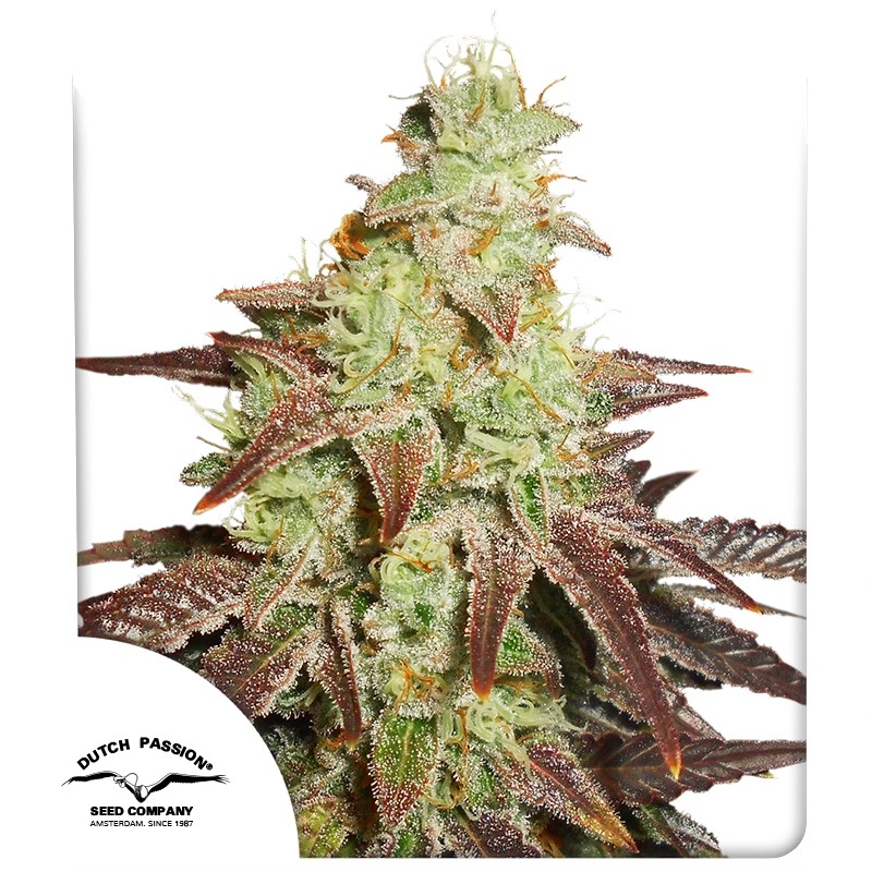 Buy Auto Night Queen® Autoflower Cannabis Seeds | Dutch Passion UK
