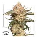 Koop Auto Trichome & Cream® Autoflower Zaden | Dutch Passion NL
