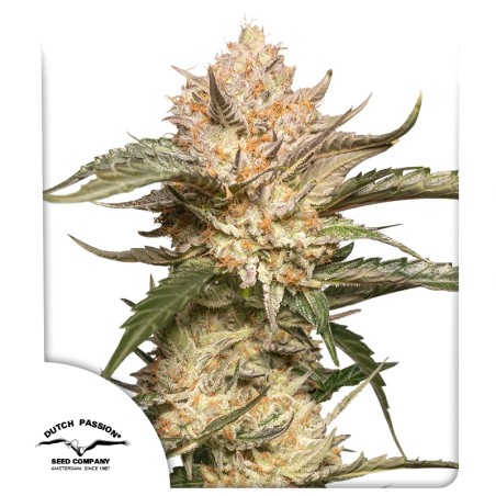 Koop Auto Trichome & Cream® Autoflower Zaden | Dutch Passion NL