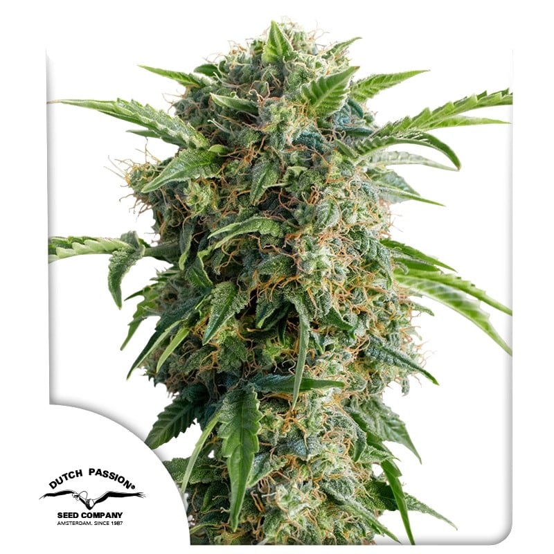 Buy Auto Daiquiri Lime® Autoflower Cannabis Seeds | Dutch Passion UK