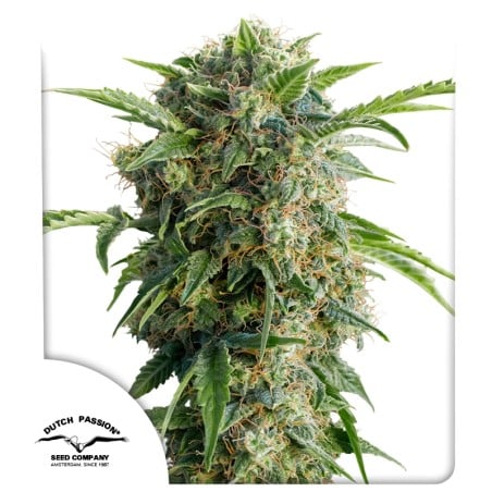 Buy Auto Daiquiri Lime® Autoflower Cannabis Seeds | Dutch Passion UK