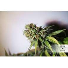 Outlaw Amnesia® | Semi di cannabis fuori produzione