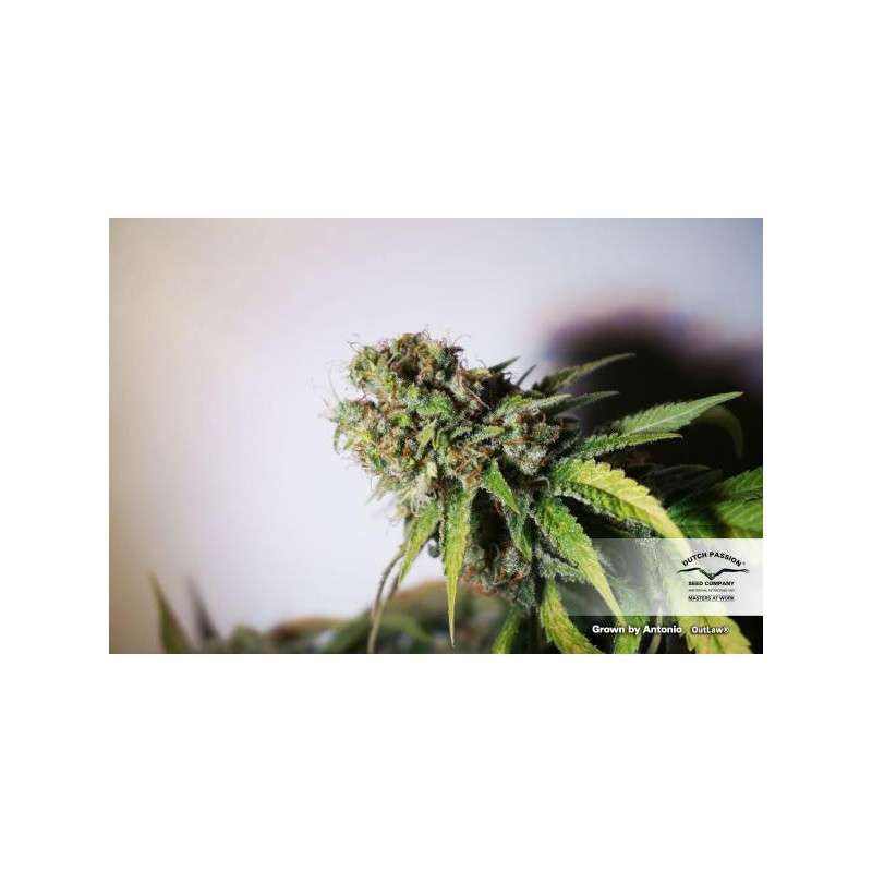 Outlaw Amnesia® | Semi di cannabis fuori produzione