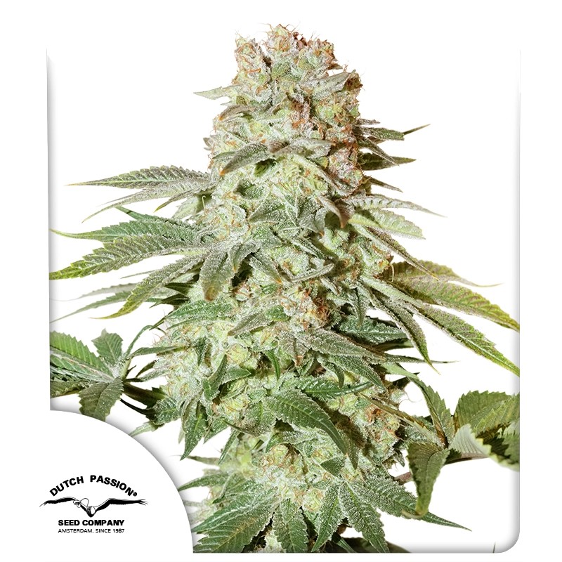 Auto Power Plant® Feminisierte Autoflower-Samen kaufen | Dutch Passion DE