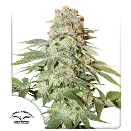 Auto Power Plant® Feminisierte Autoflower-Samen kaufen | Dutch Passion DE