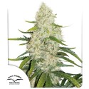 Buy Auto Think Big® Feminised Seeds | Dutch Passion UK