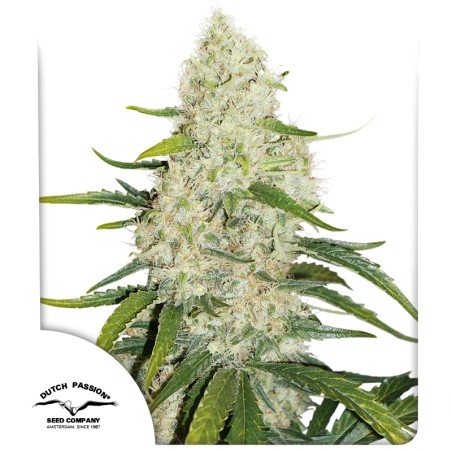 Buy Auto Think Big® Feminised Seeds | Dutch Passion UK