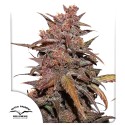 CBD Auto Blackberry Kush® Semena Konopí | Dutch Passion CZ