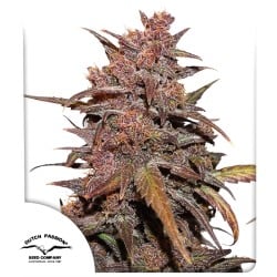 CBD Auto Blackberry Kush ® Cannabissamen kaufen | Dutch Passion DE