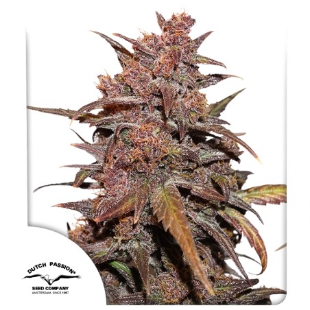 CBD Auto Blackberry Kush® Semena Konopí | Dutch Passion CZ