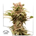Auto CBG-Force® - Autoflower Cannabis-Samen | Dutch Passion DE