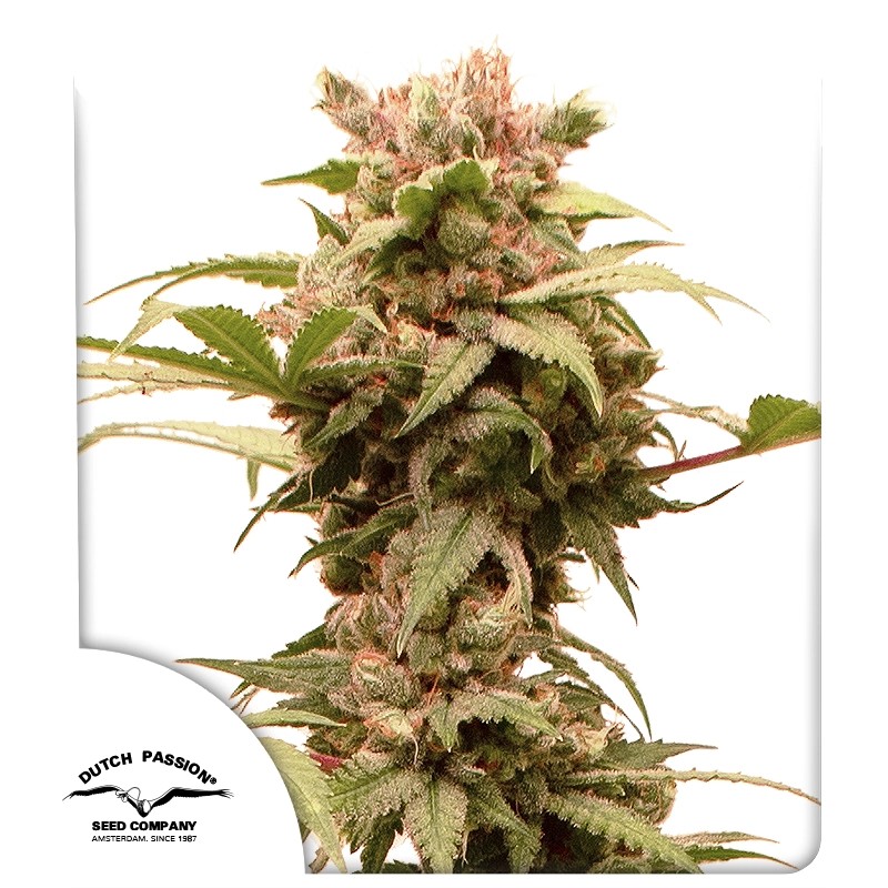 Auto CBG-Force® - Autoflower Cannabis-Samen | Dutch Passion DE