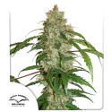CBD Auto White Widow® Semi di Cannabis Autofiorenti | Dutch Passion IT