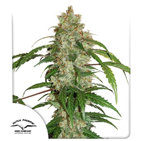 CBD Auto White Widow® Semi di Cannabis Autofiorenti | Dutch Passion IT