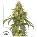 Buy Auto CBD-Victory® Feminised Seeds | Dutch Passion UK