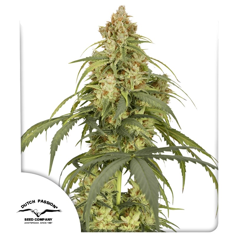 Buy Auto CBD-Victory® Feminised Seeds | Dutch Passion UK