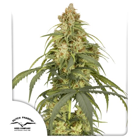 Buy Auto CBD-Victory® Feminised Seeds | Dutch Passion UK