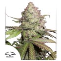 CBD Auto Charlotte's Angel® Gefeminiseerde Wietzaden | Dutch Passion NL