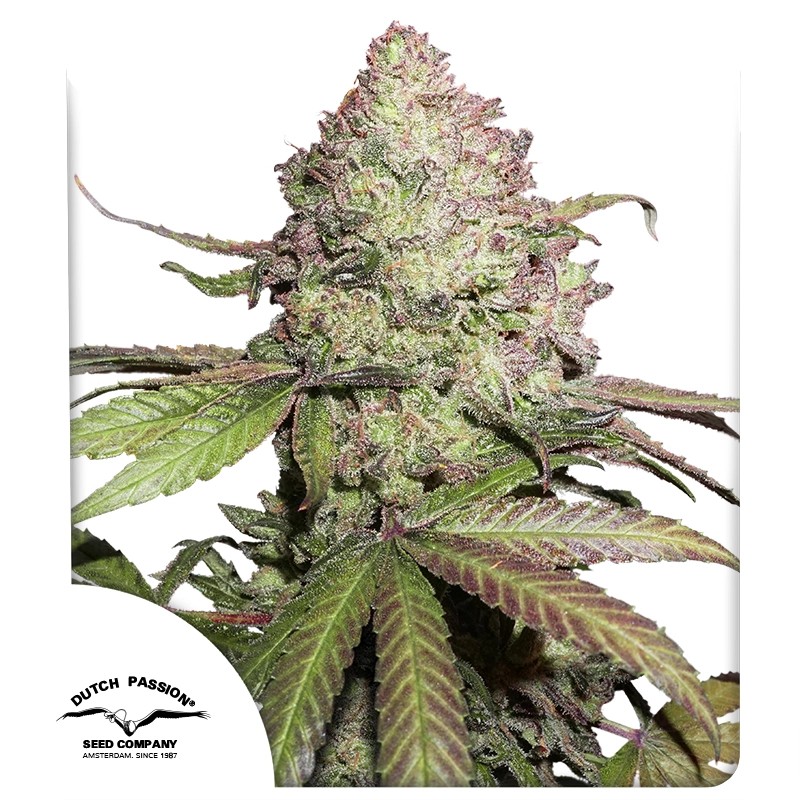 CBD Auto Charlotte's Angel® Gefeminiseerde Wietzaden | Dutch Passion NL
