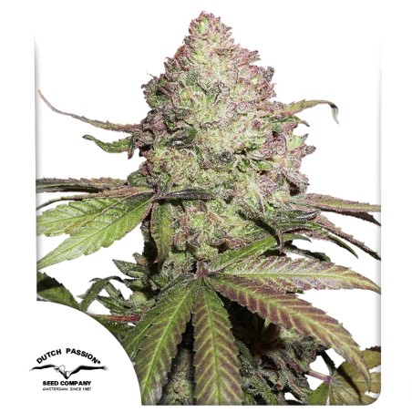 CBD Auto Charlotte's Angel® Gefeminiseerde Wietzaden | Dutch Passion NL