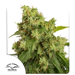 Buy Auto Xtreme Haze® Feminised Autoflower Seeds | Dutch Passion UK