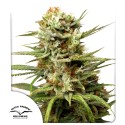 Auto White Widow® - Samonakvétací Semena Konopí | Dutch Passion CZ