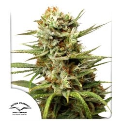 Auto White Widow® - Semi di Cannabis Autofiorenti | Dutch Passion IT