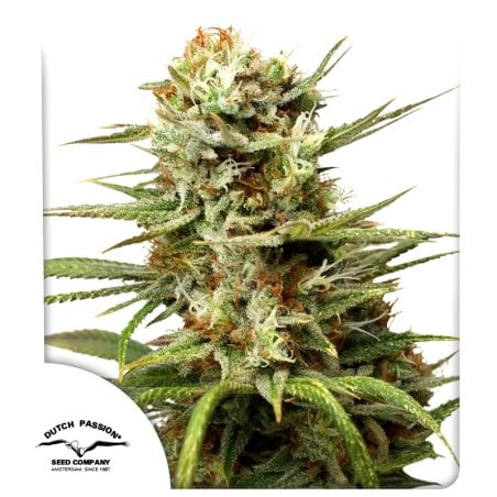 Auto White Widow® - Samonakvétací Semena Konopí | Dutch Passion CZ