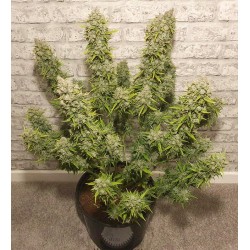 Auto White Widow® - Automatyczne Nasiona Marihuany | Dutch Passion PL Auto White Widow® - Automatyczne Nasiona Marihuany | Dutch Passion PL